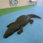 A creative playground zone with blue and green rubber safety surfacing showcasing a large sculpted crocodile integrated into the ground for imaginative play. The space includes an interactive gear panel and nearby bubbler, offering a tactile and visually engaging feature for children in an outdoor learning or recreational setting.